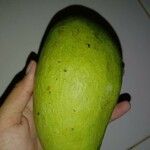 Mangifera indica Froito