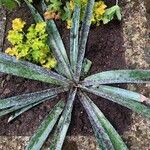 Agave maculata ഇല