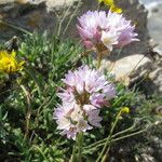 Allium roseum Flower