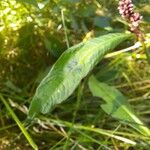 Polygonum persicaria Φύλλο