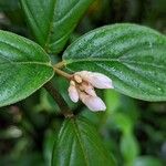 Medinilla venosa Övriga