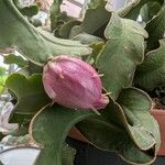 Epiphyllum hookeri Fruit