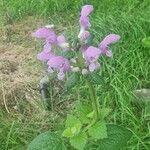 Lamium maculatumBlodyn