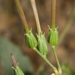 Erodium glaucophyllum ᱡᱚ