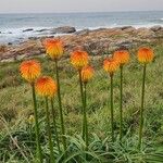 Kniphofia linearifolia Flower