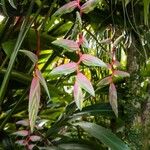 Heliconia chartacea Floro