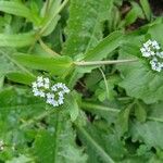 Valerianella locustaFlower