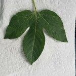 Passiflora incarnata पत्ता