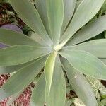 Agave attenuataЛист