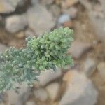 Artemisia caerulescens Flor