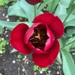 Tulipa raddii Květ