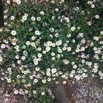 Erigeron karvinskianusΛουλούδι