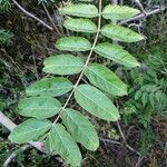 Ailanthus altissima葉