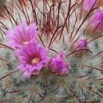 Mammillaria bombycina Flor
