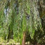 Cupressus pendulaЛисток