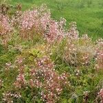 Saxifraga hirsuta Hábito