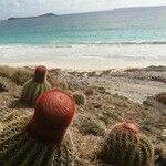 Melocactus intortus Blomma