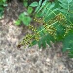 Sorbaria sorbifoliaFlower