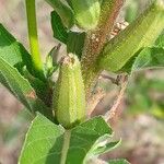 Oenothera biennis Fruto