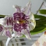 Zygopetalum maculatum 花