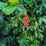 Citharexylum caudatum Fruit