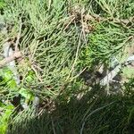 Juniperus phoenicea Blad