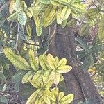 Syzygium cordatum Levél