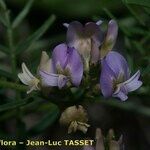 Astragalus austriacus Blüte