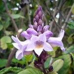 Phlogacanthus turgidus Flower