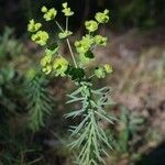 Euphorbia segetalis Flor