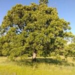 Quercus stellata Habit