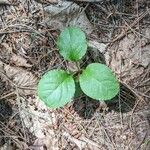 Pyrola elliptica Foglia