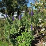 Echium candicans 葉