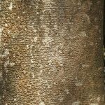 Ficus benjamina Kabuk