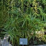 Cyperus alternifolius Tervik taim