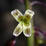 Caulanthus heterophyllus Flower