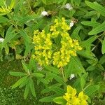 Euphorbia palustris Λουλούδι