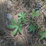 Potentilla gracilis Leaf