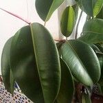 Ficus elastica Folha