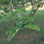 Euonymus maackii Leaf