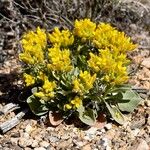 Physaria chambersii Hábito