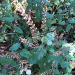 Teucrium scorodonia Frucht