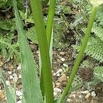 Eryngium yuccifolium Kůra