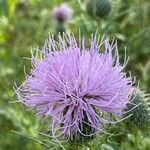 Cirsium altissimum Цветок