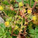 Potentilla crantzii Écorce