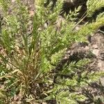 Trisetum paniceum 花