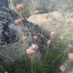 Armeria alpina Blomst
