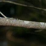 Phylica nitida Bark