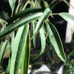 Ficus binnendykii List