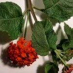 Lantana camaraKvět